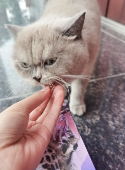 猫咪不爱吃主食冻干？解锁麦富迪霸弗鲜肉冻干的正确打开方式